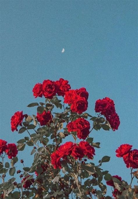 aesthetic rose wallpaper | Aesthetic roses, Rose wallpaper, Flower aesthetic