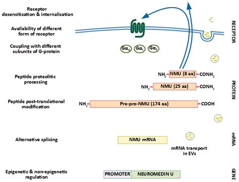 Cancers Free Full Text Neuromedin U A Small Peptide In The Big