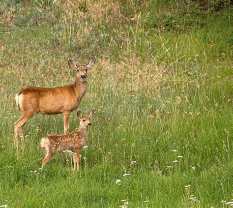 Doe and Fawn Mule Deer in Field, Portland, Colorado Stock Photo - Image ...