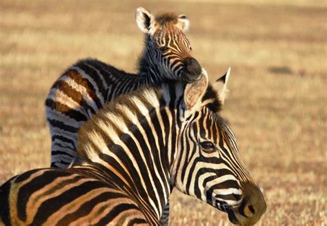 Monarto Zoo Zebra Foal Born To Mother Kali Au — Australias