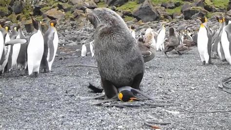 Documentan A Lobos Marinos Forzando Sexualmente A Pingüinos La Verdad