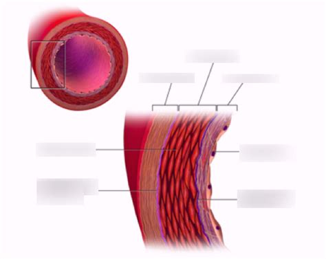 artery wall structure diagram quizlet