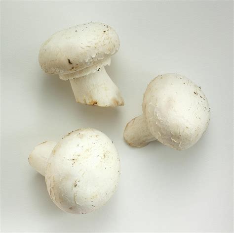 White Mushrooms by David Bishop Inc.