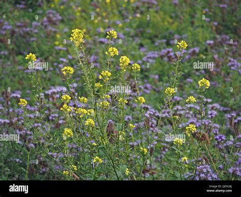 New Forest, England UK Stock Photo - Alamy