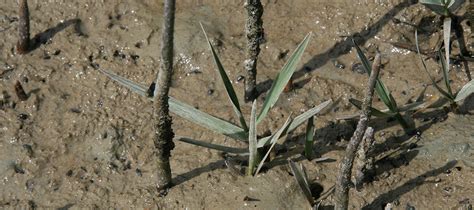 Spartina | Environment Canterbury
