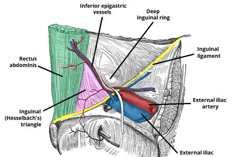 groin muscles diagram