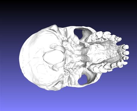 Homo Heidelbergensis, Broken Hill Skull, Ancient Hominid Skull Museum Quality High Resolution ...