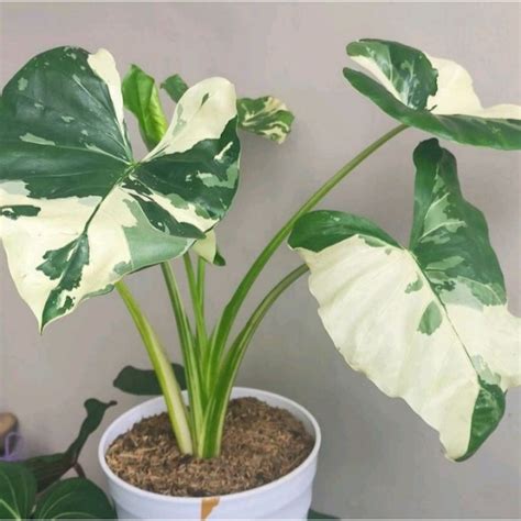 Jual Tanaman Hias Langka Alocasia Variegata Lompong Varigata Sente