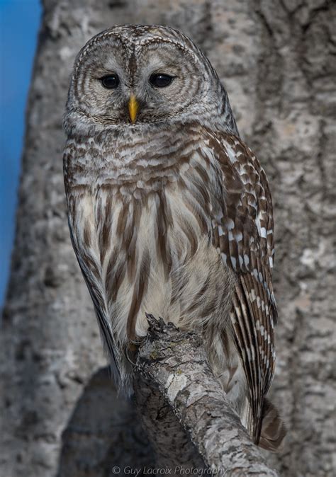 Barred Owl Búho Barrado Chouette Rayée Strix Varia Flickr