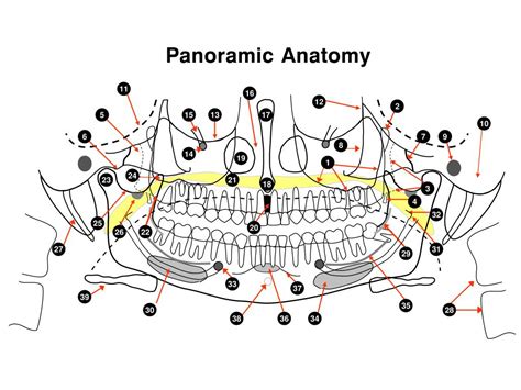 panoramic anatomy powerpoint    id
