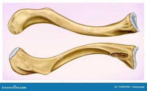 Clavicula Illustration Front And Side View Of The Human Clavicle