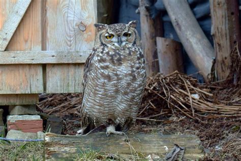 Night Owl Bird Stock Image Image Of Beautiful Pets 36951479