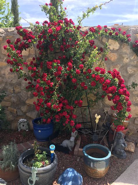 Why Is My Climbing Rose Bush Not Blooming at Susie Branch blog