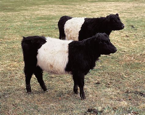 Galloway | breed of cattle | Britannica