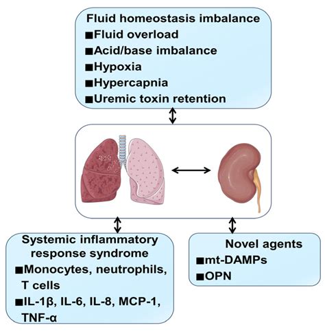 Kidney Disease Fluid In Lungs at Pearlie Ruiz blog