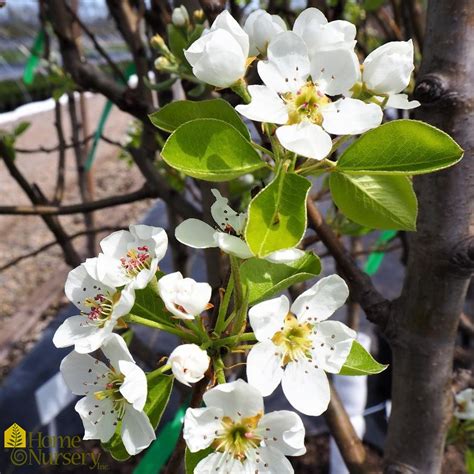 Pyrus Communis Summercrisp Pear Tree From Home Nursery