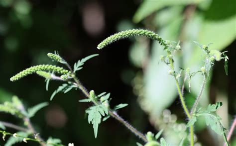 Ragweed allergy season arrives in central Indiana - Indianapolis News