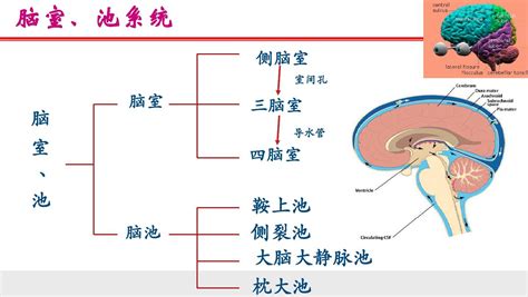 脑梗塞的影像学诊断word文档在线阅读与下载免费文档