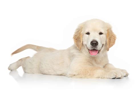 Golden Retriever training: Keep sessions short, fun, treat-filled