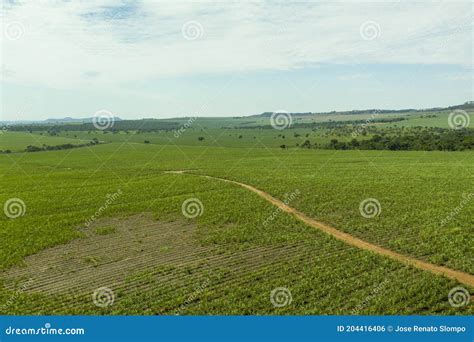 Aerial View of Sugar Cane Plantation Failures - Brazil Stock Photo ...