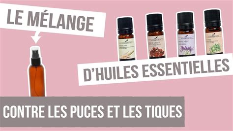 DIY ANTI PUCES ET TIQUES Fabriquer son remède naturel aux huiles