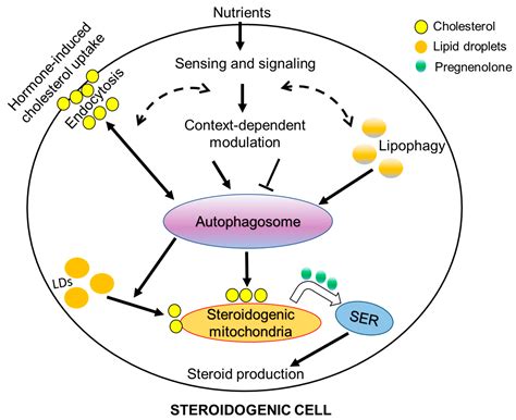 Cells Free Full Text The Expanding Role Of Mitochondria Autophagy