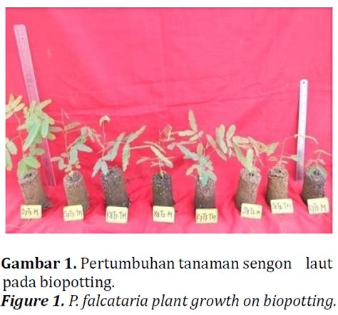 Pengaruh Komposisi Biopotting Terhadap Pertumbuhan Sengon Laut