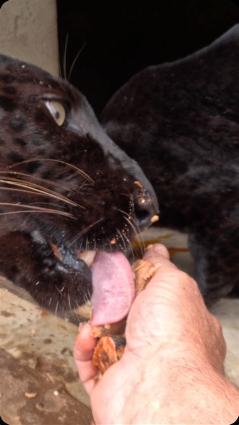 Genetic Testing Will Soon Prove Are Panthers And Jaguars The Same Thing - RYZE Superfoods