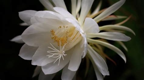 Flores Nativas Del Perú Empleos Mx