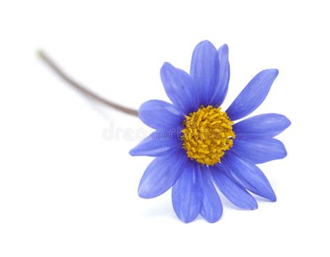 Buschblume Des Blauen G nsebl mchens Stockfoto Bild von gänseblümchen