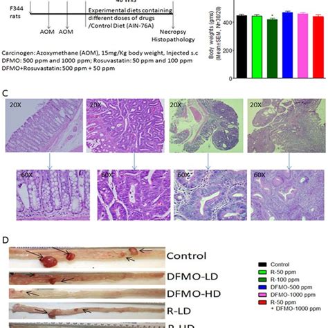 Flowcytometry Analysis Of Functional Nk Cells By Staining Of Nkg D