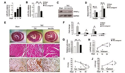 Antagomir B Attenuated Cardiac Hypertrophy And Dysfunction In A Tac