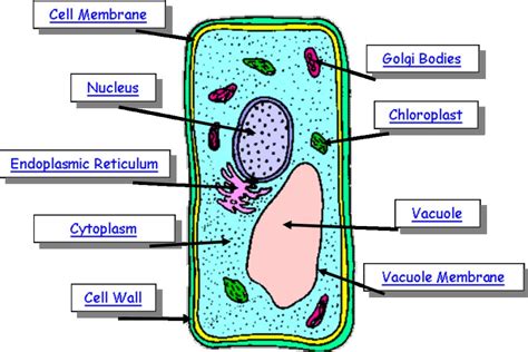 Plant Cell Drawing | Free download on ClipArtMag