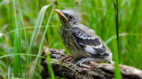 Caring For Baby Mockingbird Eggs And Hatchlings