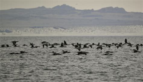 Bangkok Post Bird Flu Detected In Antarctica Region For First Time