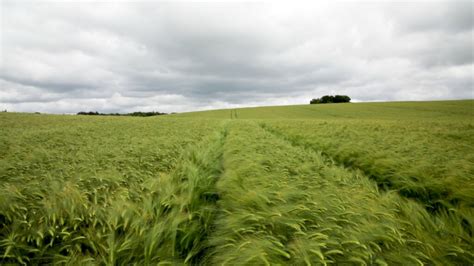 Crops Watch Update Winter Barley On Track To Produce High Yields