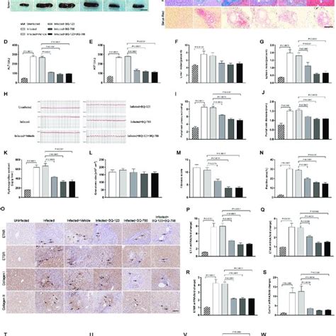 Endothelin Receptor Antagonists Mediated Reduction Of Hepatocellular Download Scientific