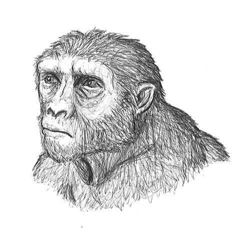 Sahelanthropus Tchadensis The History Of Our Tribe Hominini