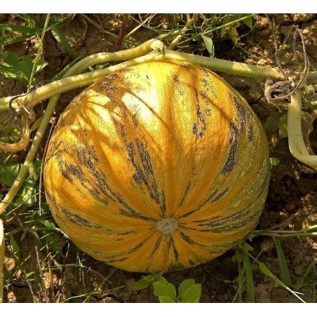 Price Oilseed Pumpkin Naked Seeded Pumpkin Seeds