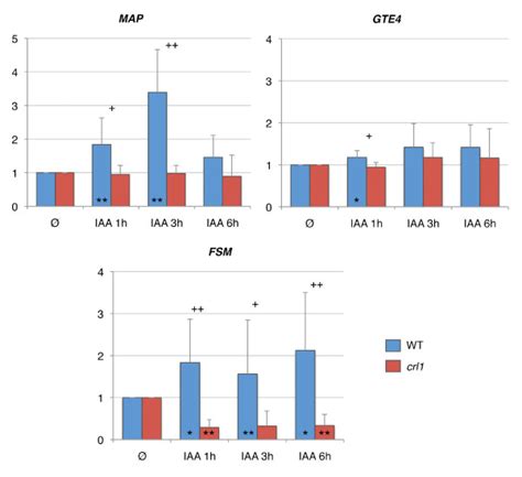 Crl Dependent Auxin Responsive Genes Expression Profiles Time Course