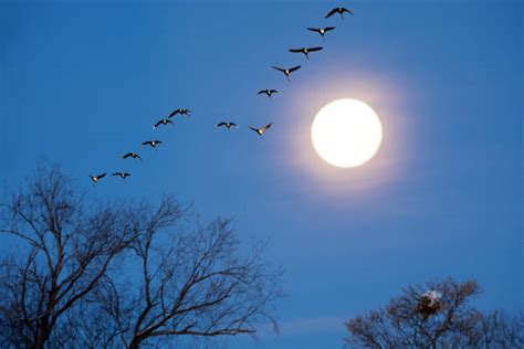 70 Swans Fly Moon Sky Birds Stock Photos Pictures And Royalty Free