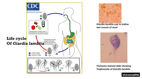 Giardia Lamblia Transmission | Bruin Blog