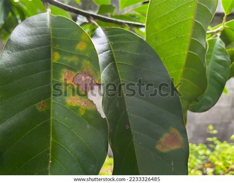 Leaf Spot Disease Fungi Garden Blur Stock Photo 2233326485 | Shutterstock