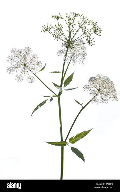 Medicinal Plant From My Garden Aegopodium Podagraria Ground Elder