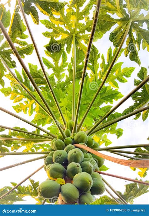 Papaya Tree Stock Photo Image Of Tropical Papaya Maui 103906230