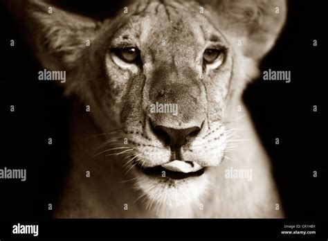 Close Up Portrait Of A Young Lioness Panthera Leo Stock Photo Alamy