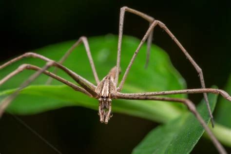 Strange Appearance: Weird-Looking Animals In Australia - WhatDeWhat