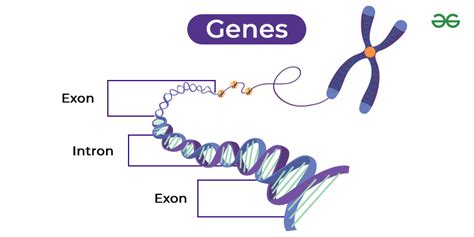 Gene - Structure, Types & Characteristics