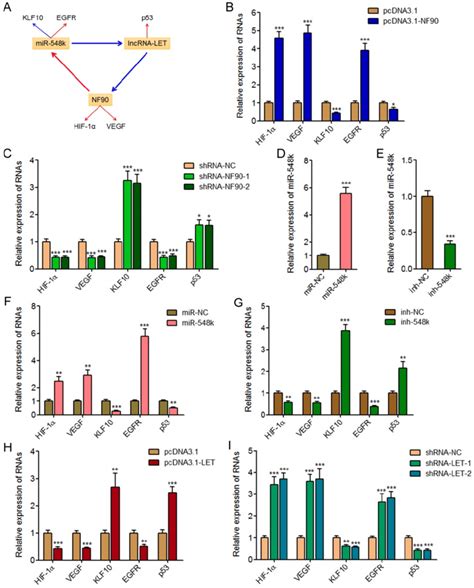 The NF90 MiR 548k LncRNA LET Feedback Loop Regulates The Expression Of