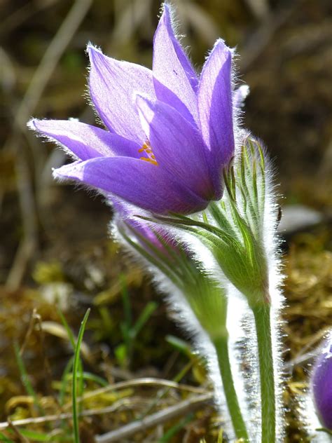 Banco De Imagens Natureza Plantar Prado Flor Roxa P Tala